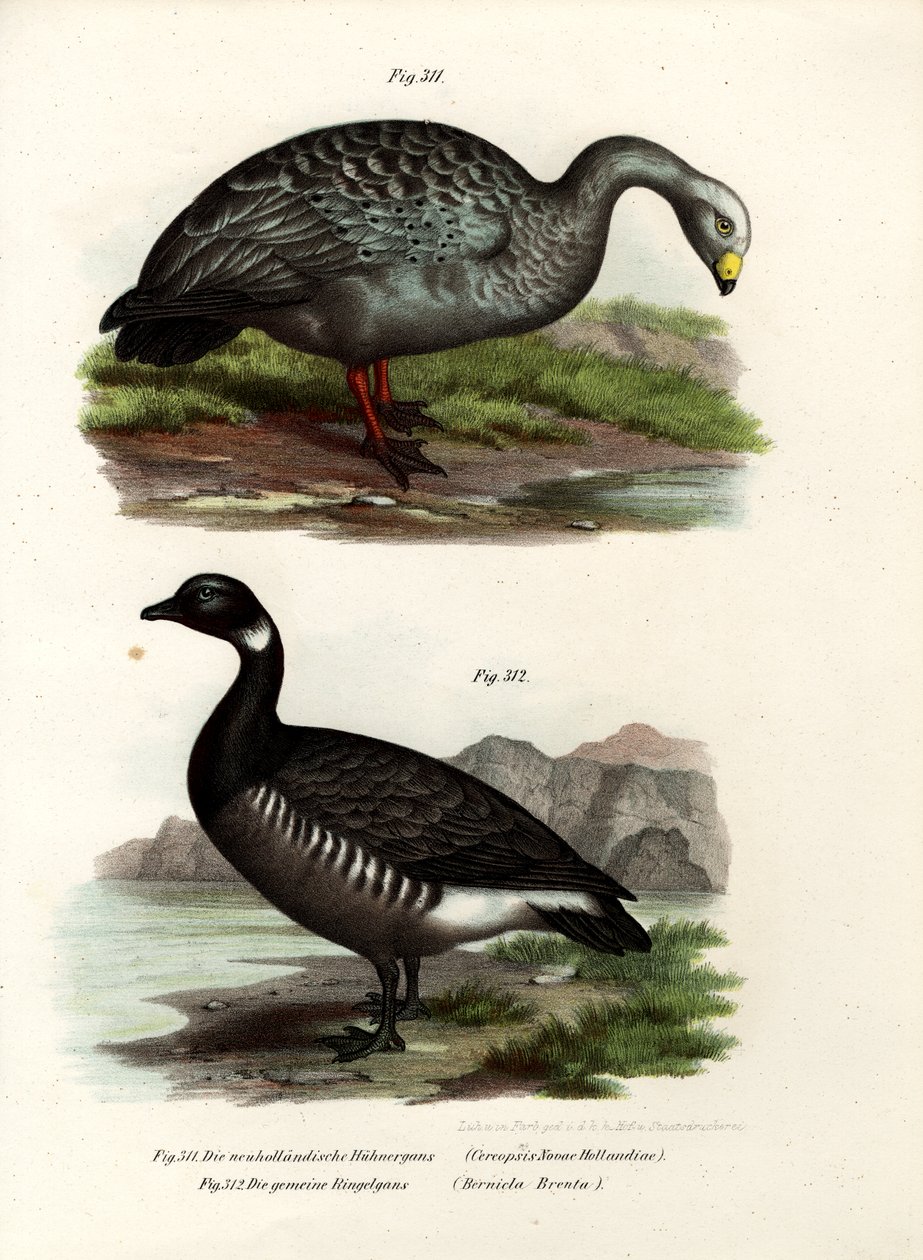 Cereopsis Kazı, 1864 by German School