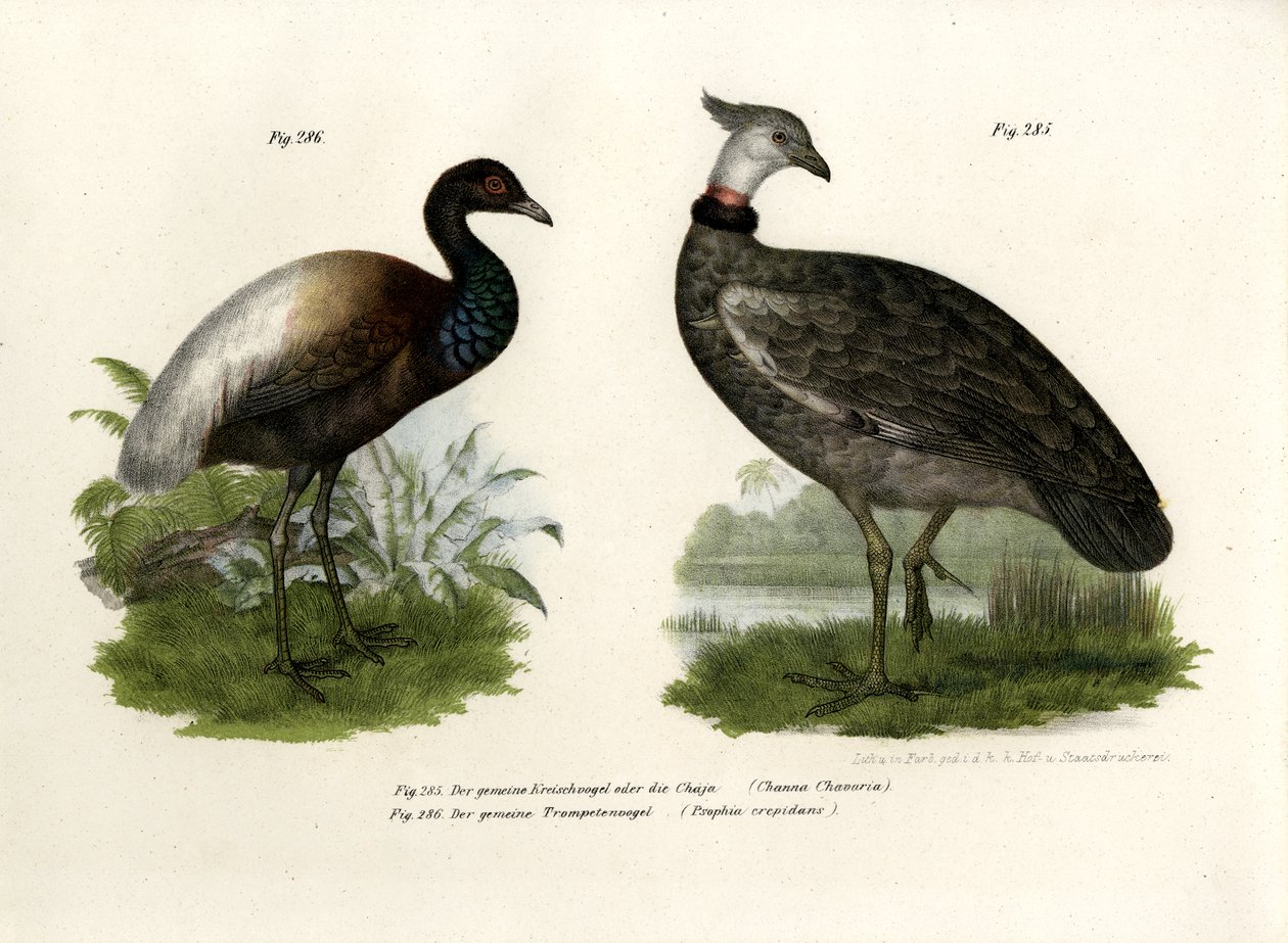 Chaja Kuşu, 1864 by German School