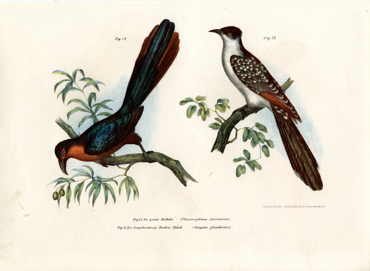 Kestane göğüslü Malkoha, 1864 by German School