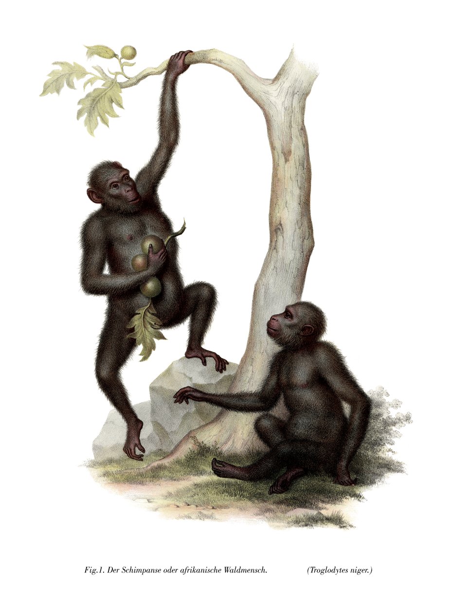 şempanze, 1860 by German School