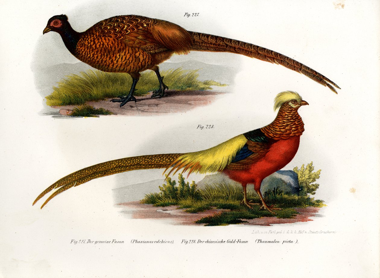 Sülün, 1864 by German School