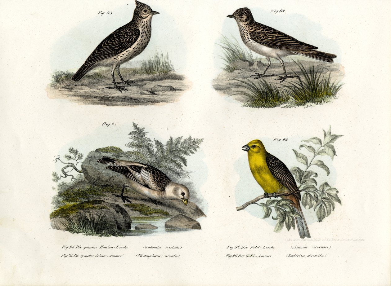 Tepeli Lark, 1864 by German School