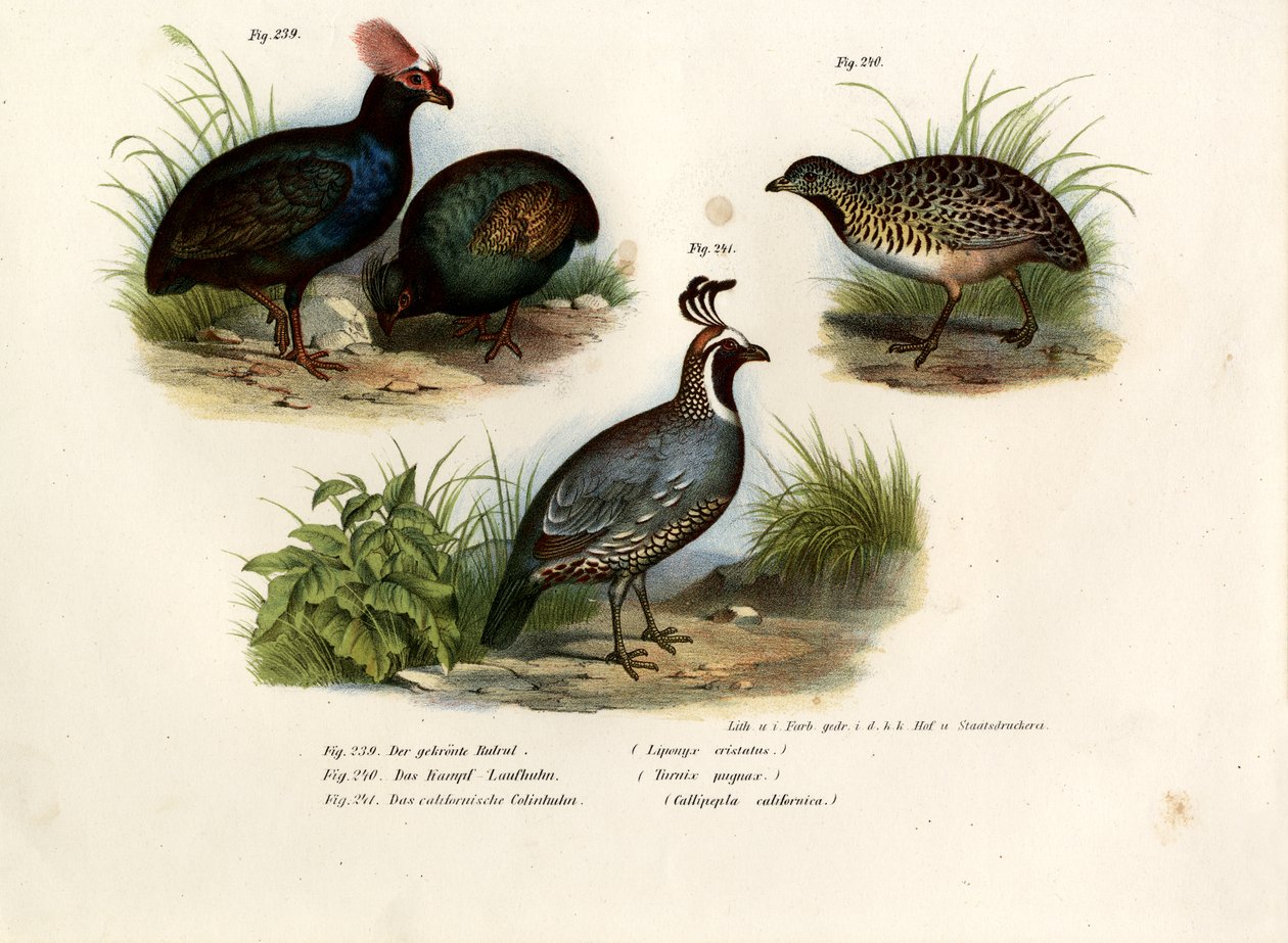 Tepeli Ahşap Keklik, 1864 by German School