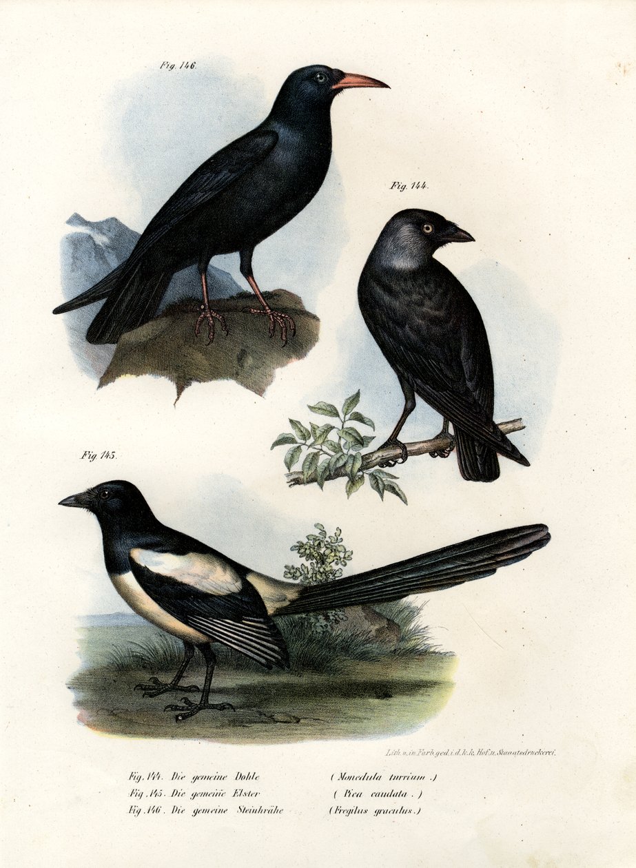 Şafak, 1864 by German School