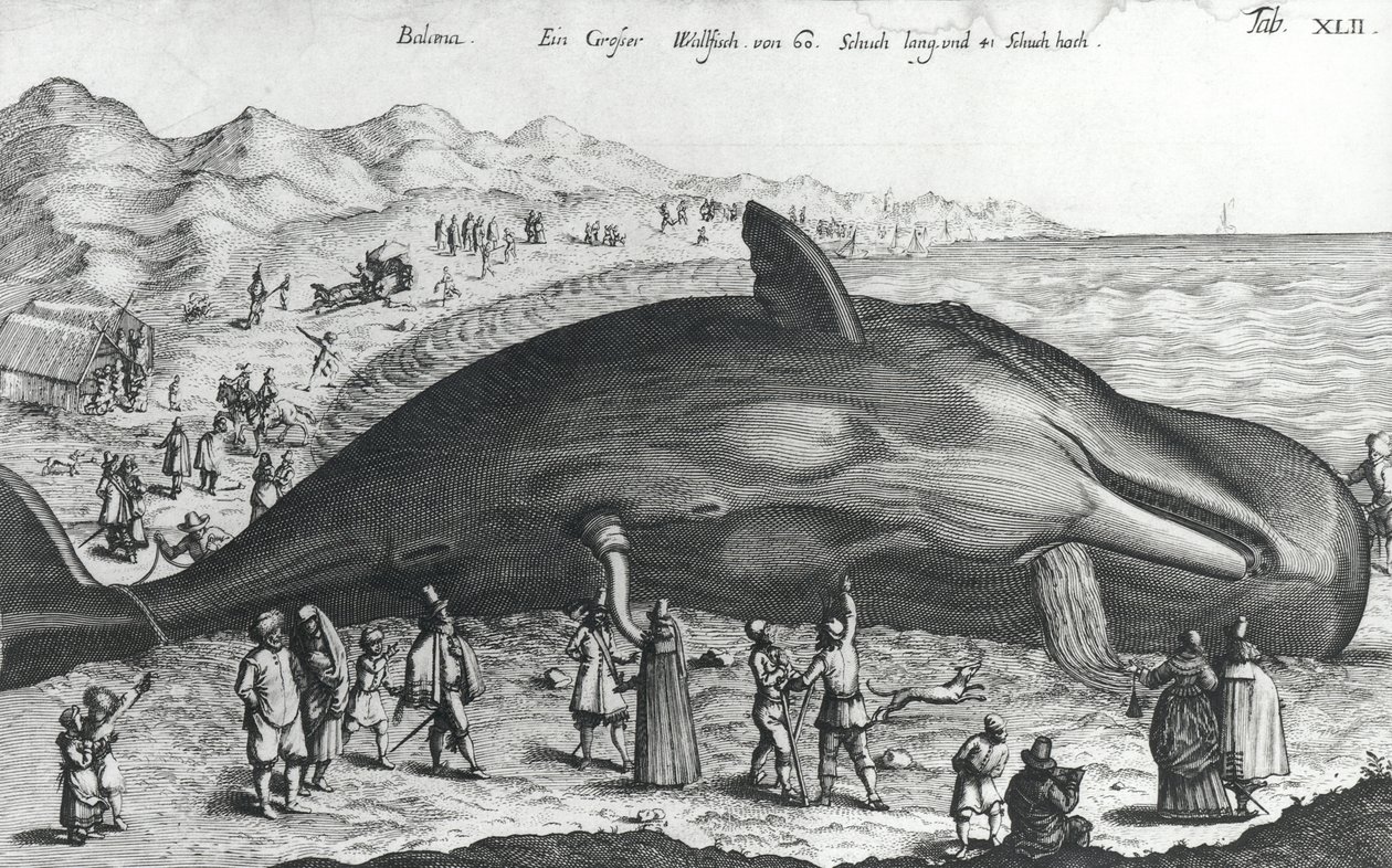 Ölü balina by German School