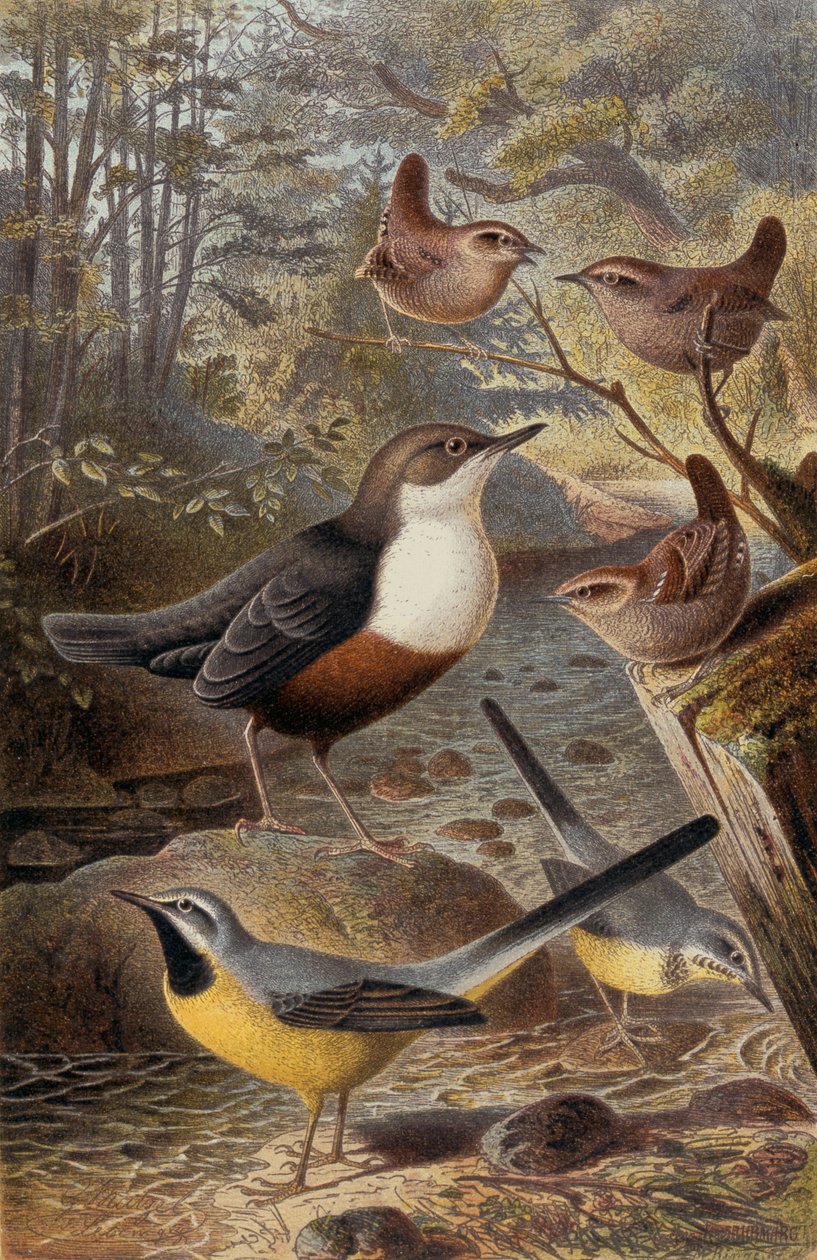 Dipper, Wren ve Gray Wagtail, Brehms Tierleben