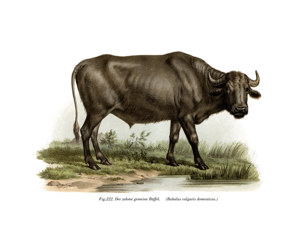 Yerli Bufalo, 1860 by German School