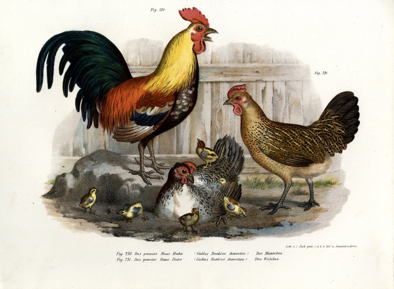 Evcil Tavuk, 1864 by German School