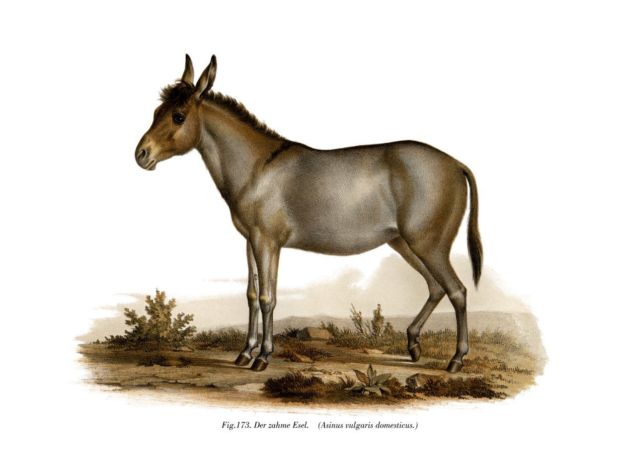Eşek, 1860 by German School