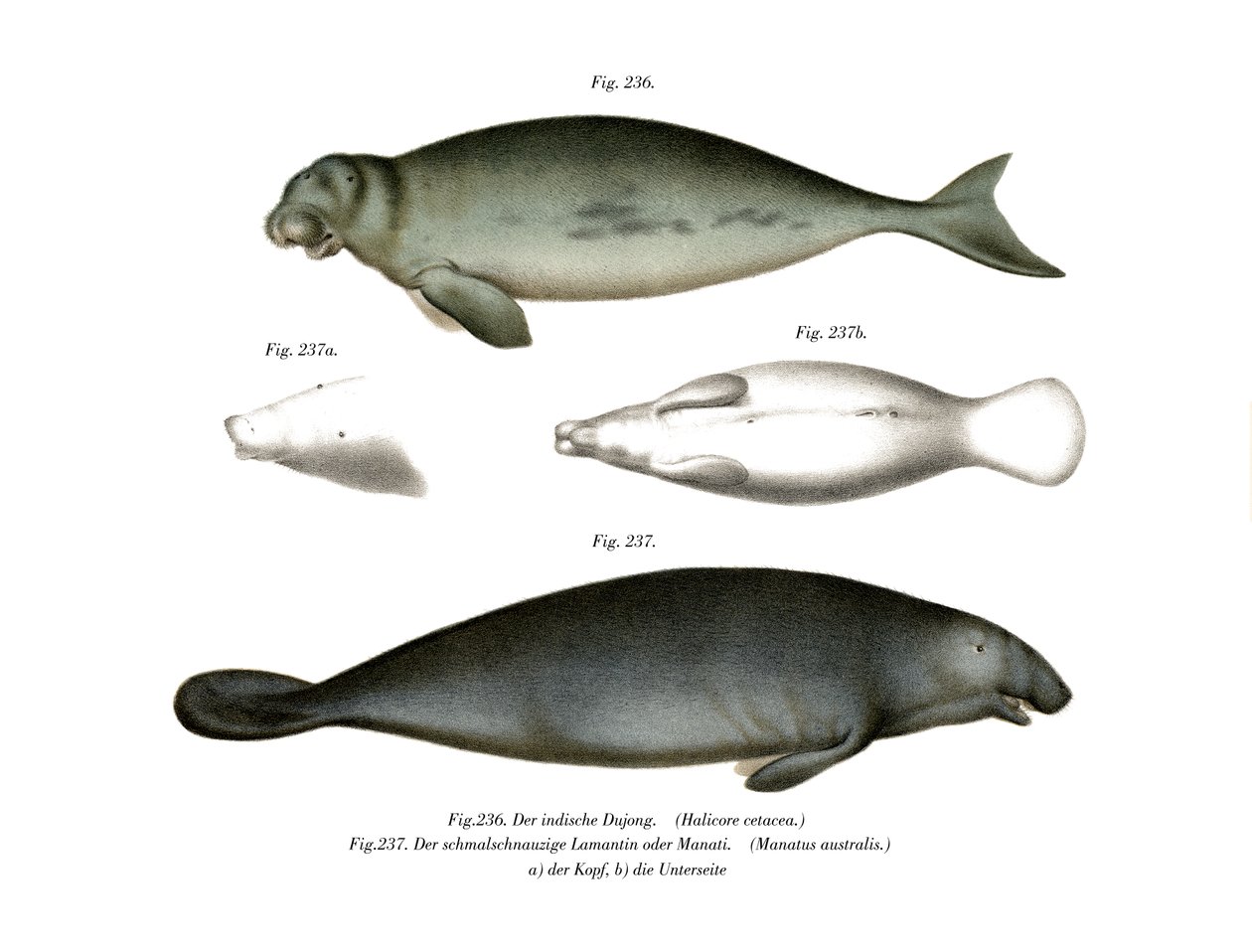 Dugong, 1860 by German School