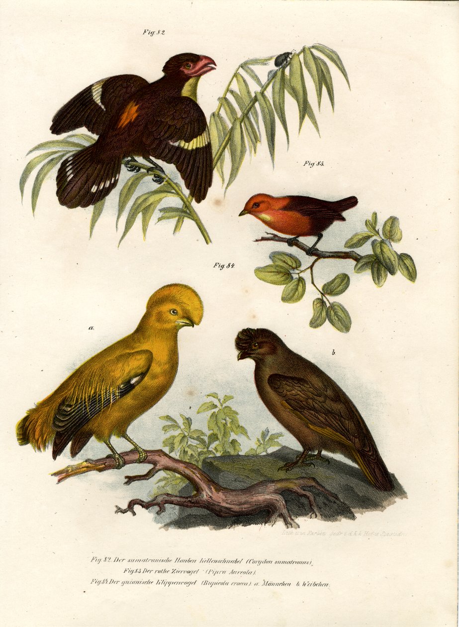 Karanlık Broadbill, 1864 by German School