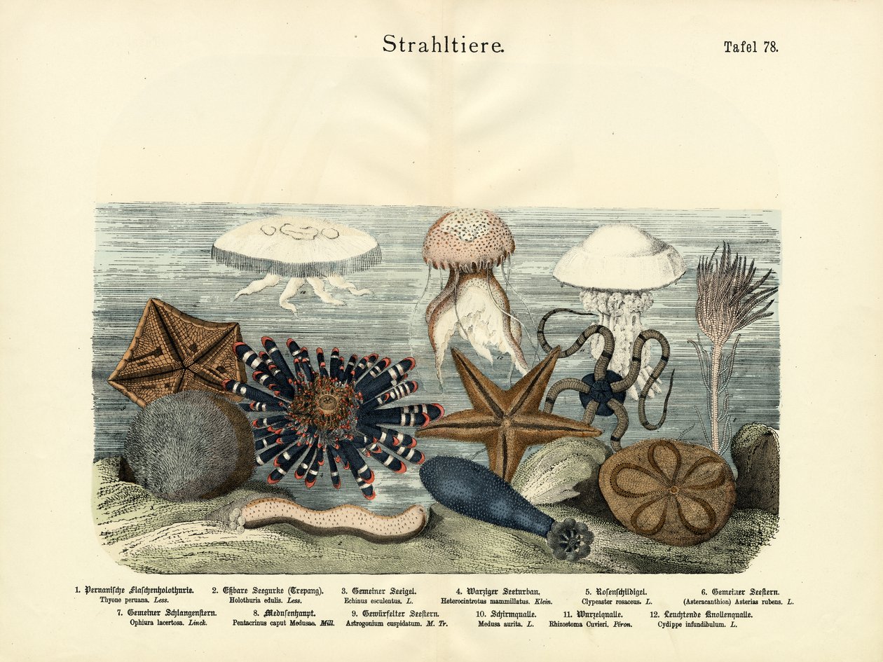 Derisidikenliler, c.1860 by German School