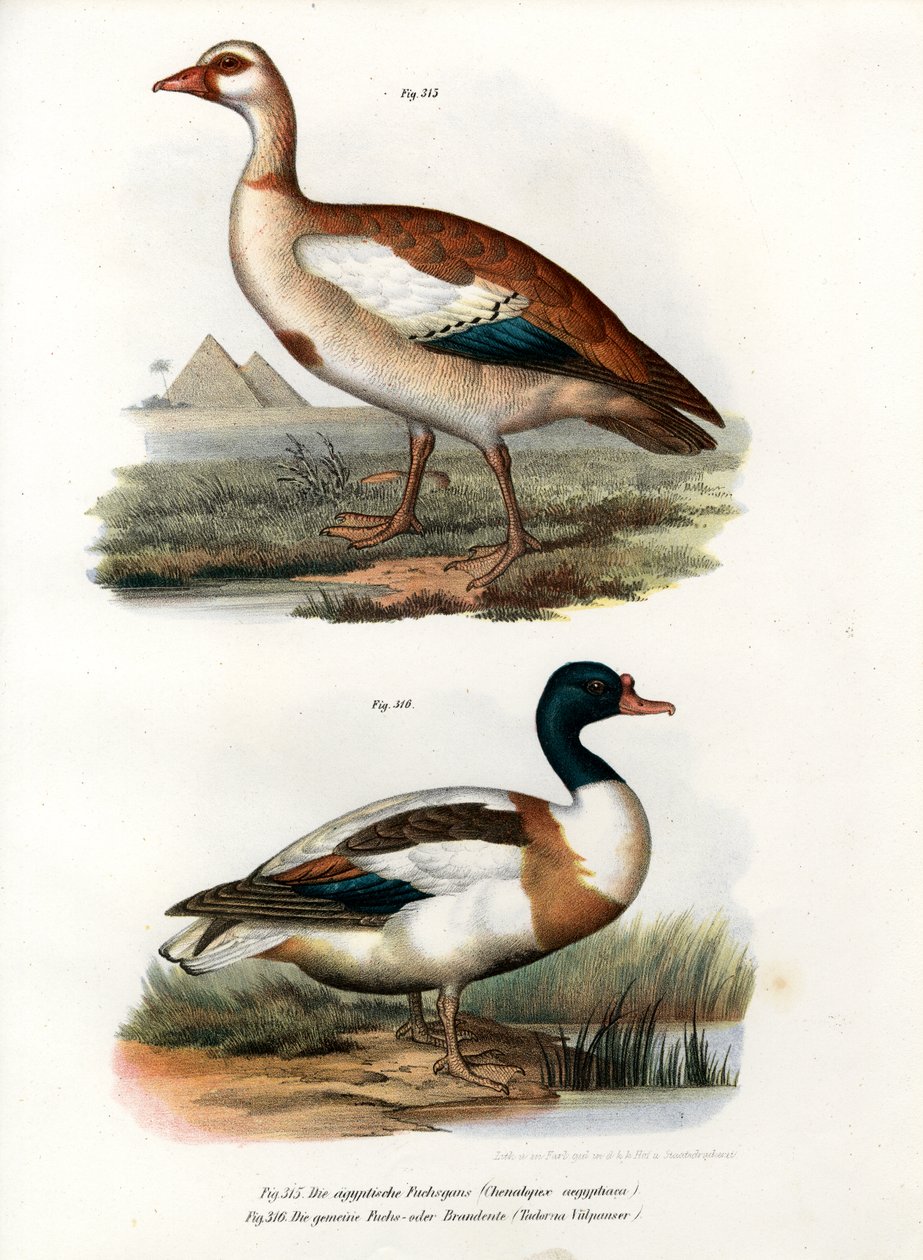 Mısır Kazı, 1864 by German School