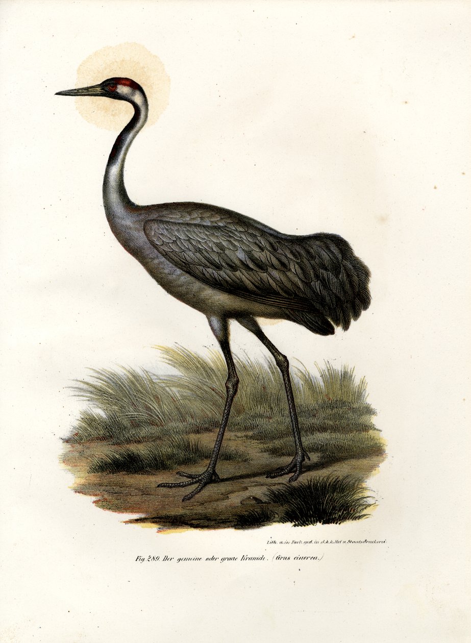 Avrasya Turna, 1864 by German School