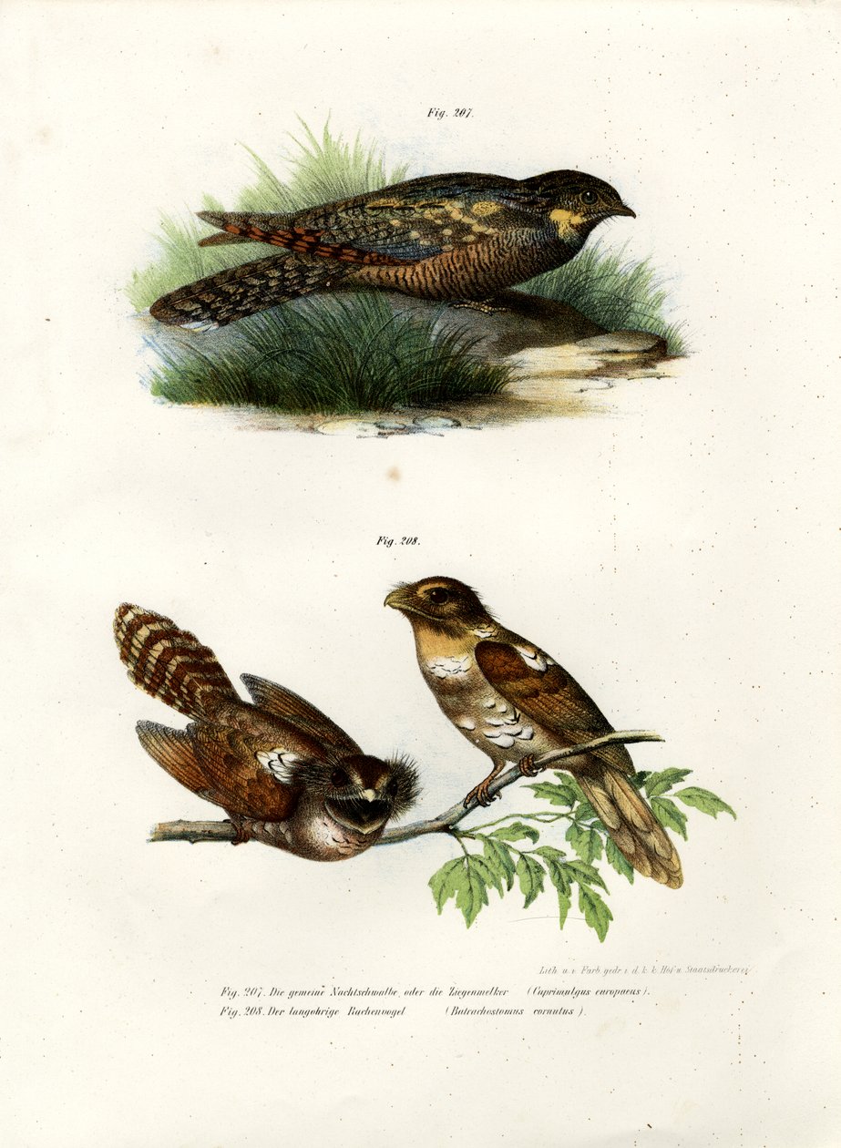 Avrasya Gecesi, 1864 by German School