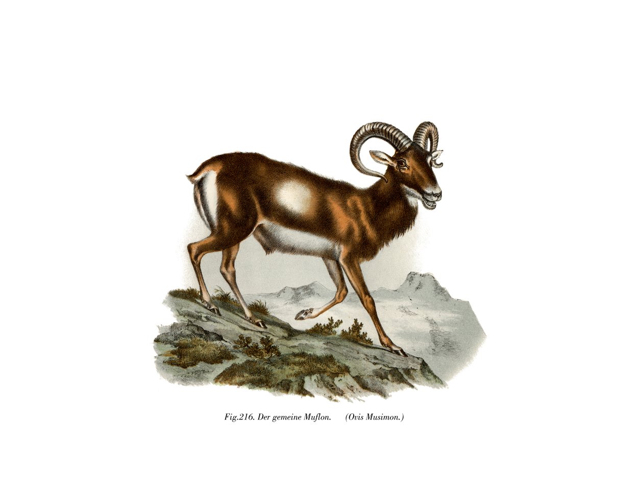 Avrupa Yaban Koyunu, 1860 by German School