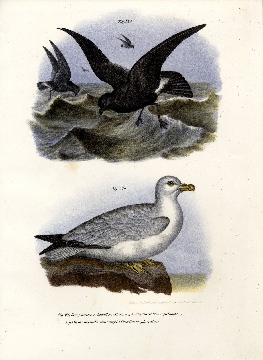 Avrupa Fırtına Kuşu, 1864 by German School