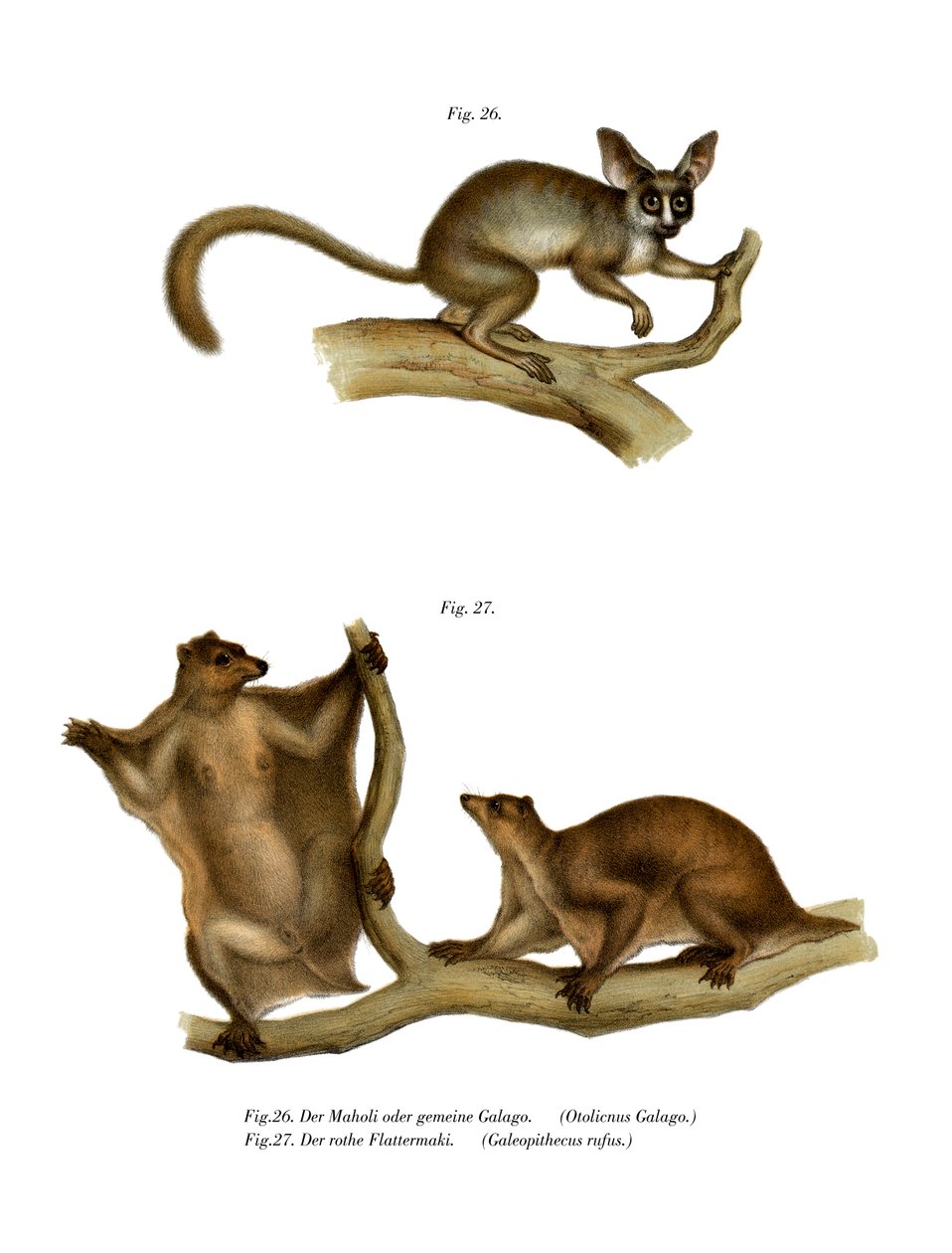 Galago, 1860 by German School
