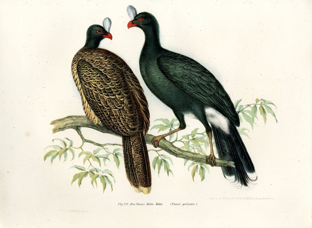 Galeated Curassow, 1864 by German School