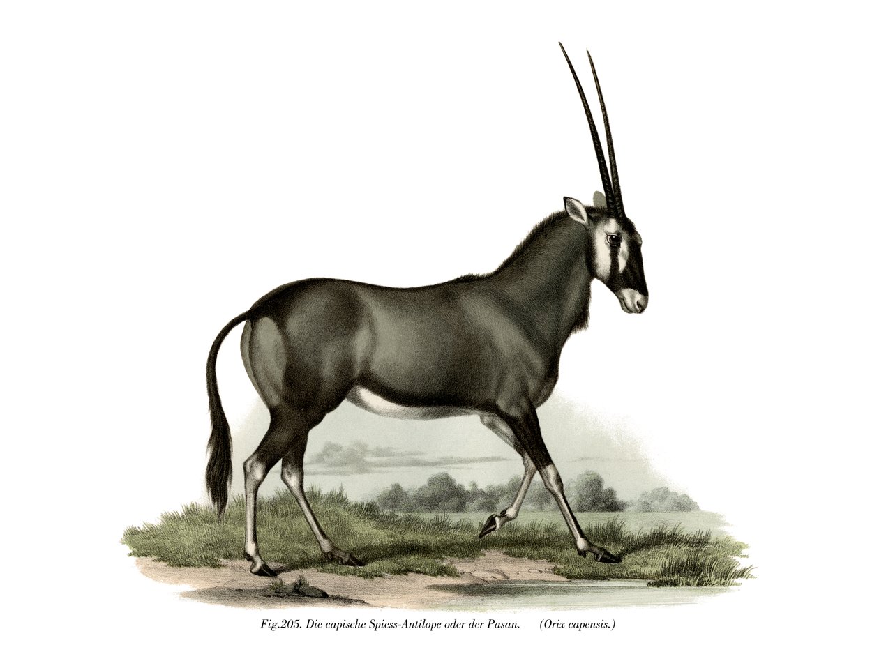Gemsbok, 1860 by German School
