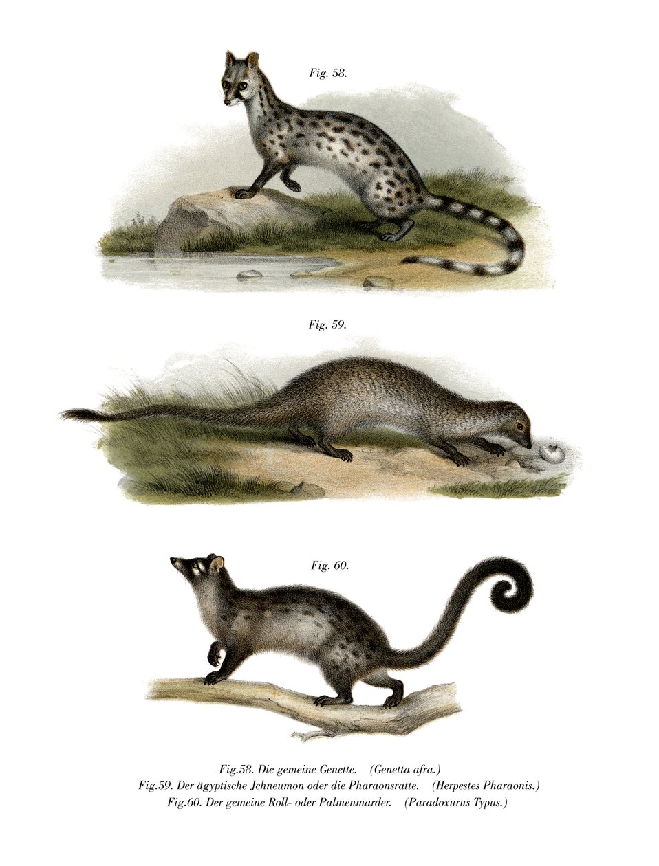 Genet, 1860 by German School