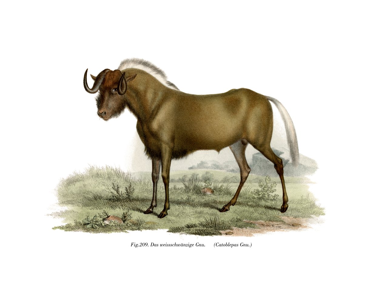 Gnu, 1860 by German School