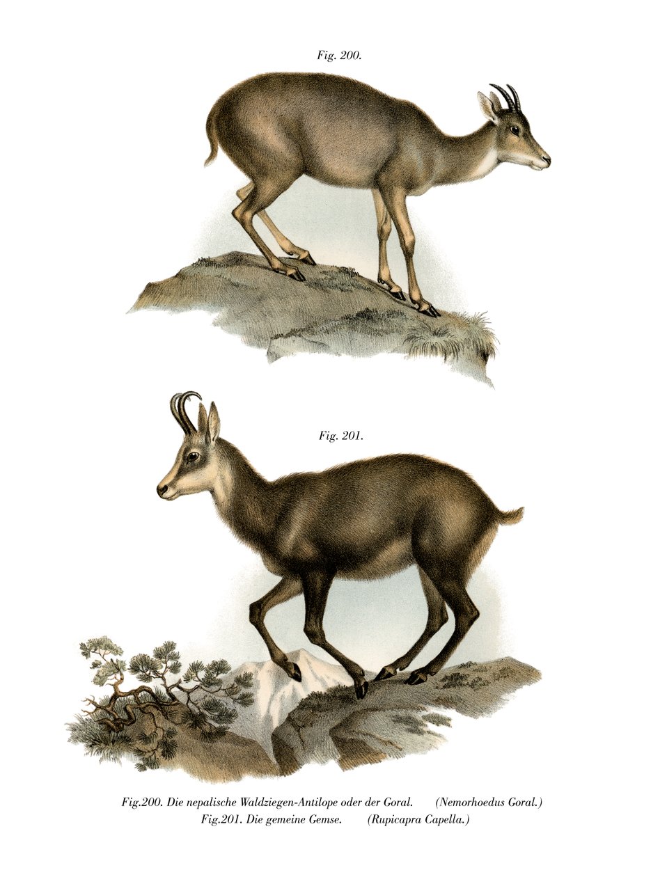 Gri Goral, 1860 by German School