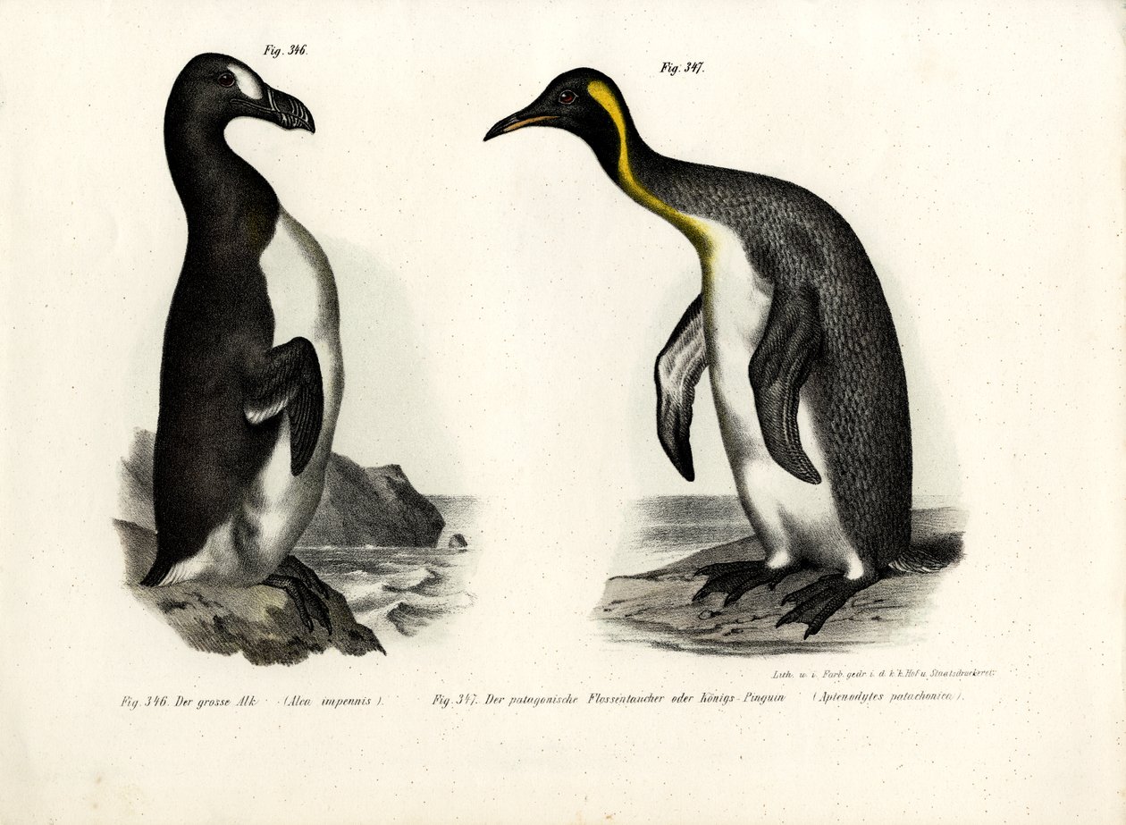Büyük Auk, 1864 by German School
