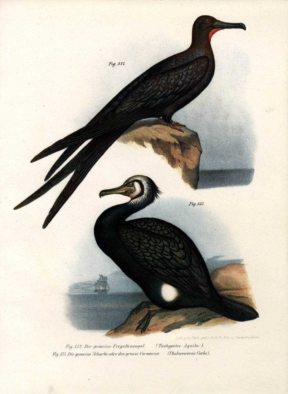 Büyük Fırkateyn Kuşu, 1864 by German School