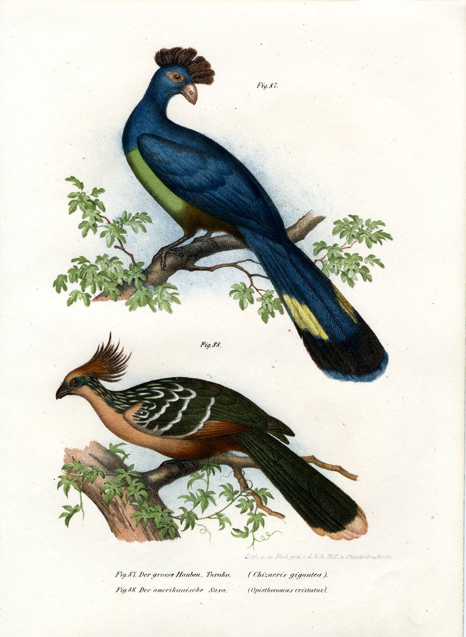 Büyük Turaco, 1864 by German School