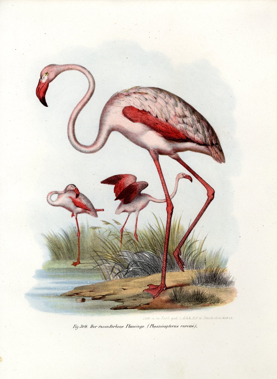 Büyük Flamingo, 1864 by German School