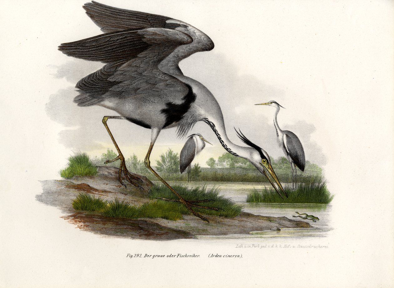 Gri Balıkçıl, 1864 by German School