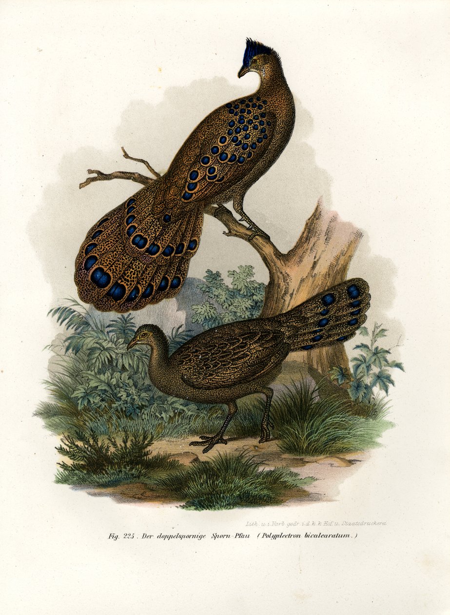 Gri Tavuskuşu-Sülün, 1864 by German School