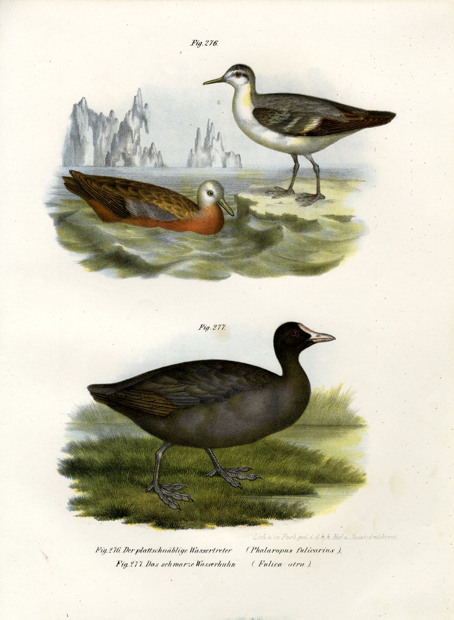 Gri Phalarope, 1864 by German School
