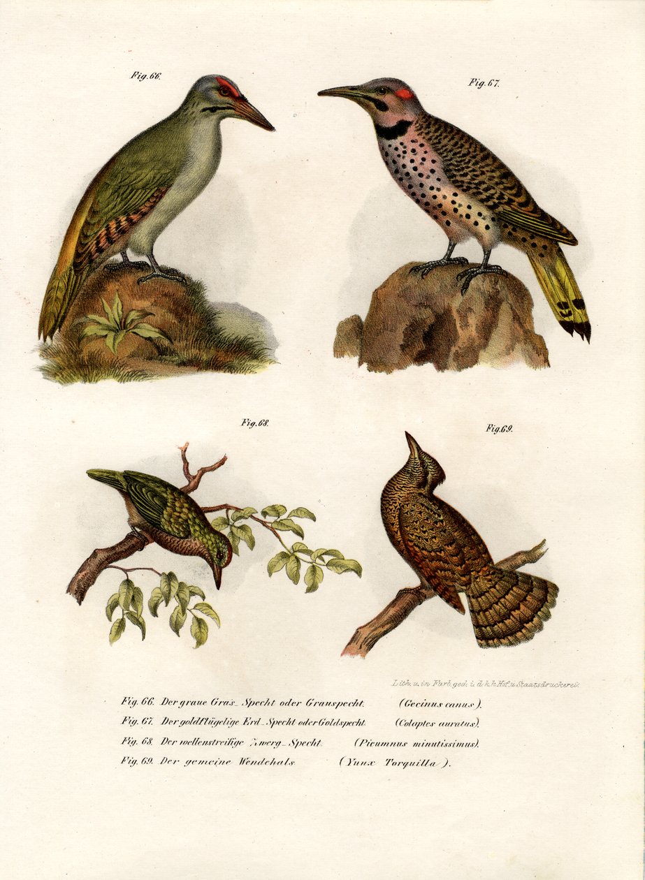 Gri başlı ağaçkakan, 1864 by German School