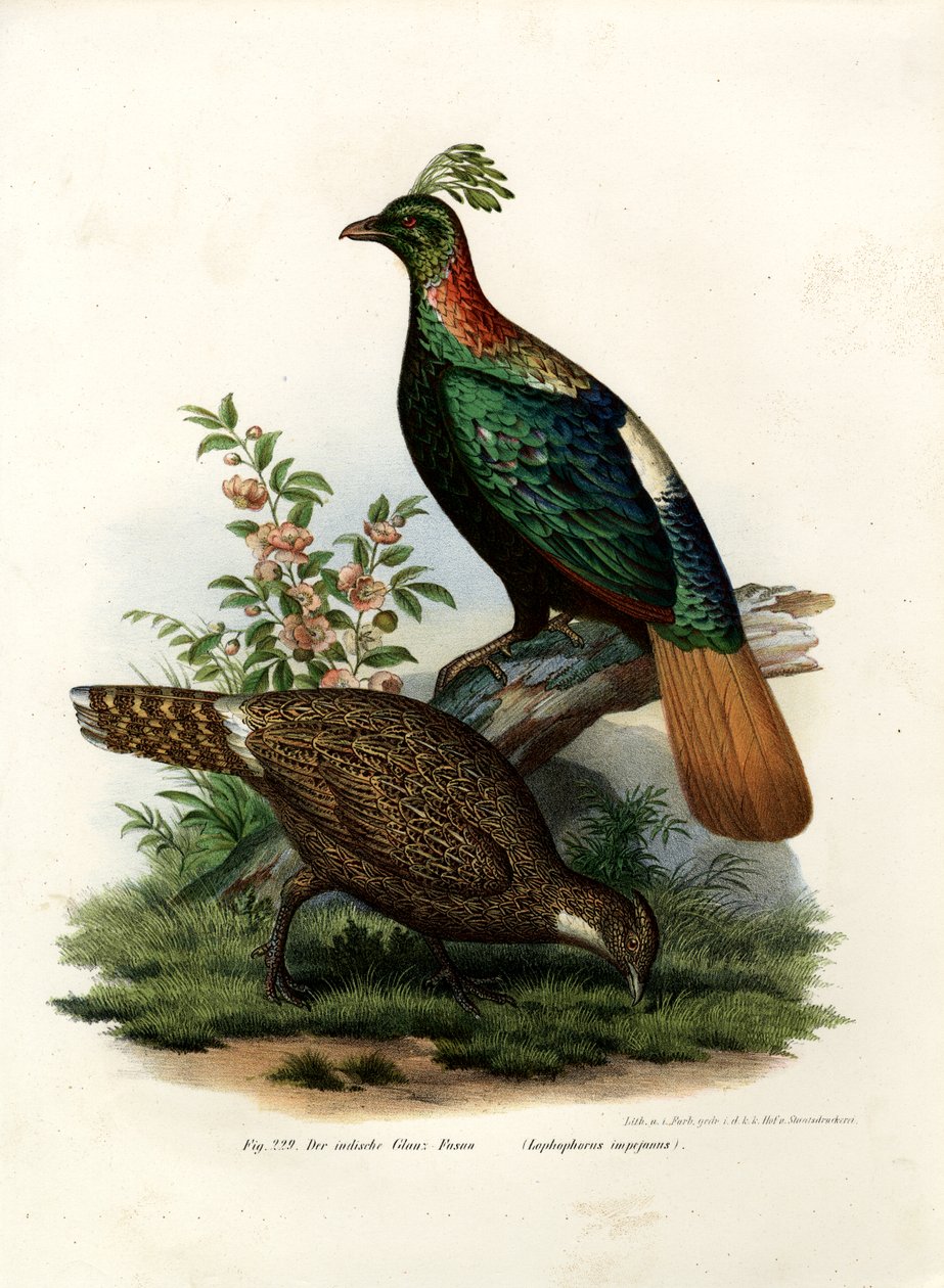 Himalaya Monal Sülün, 1864 by German School