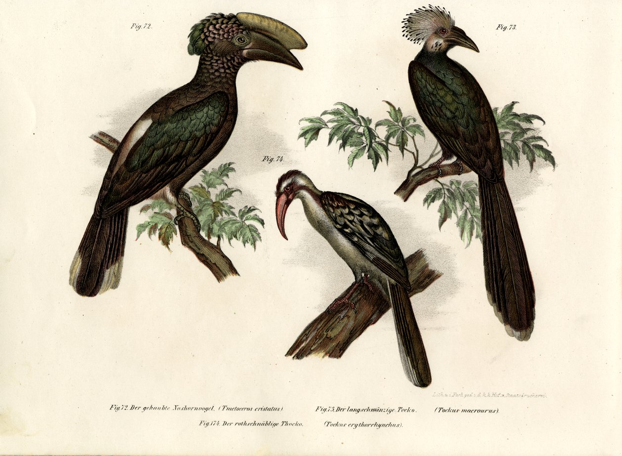 Boynuzgaga, 1864 by German School