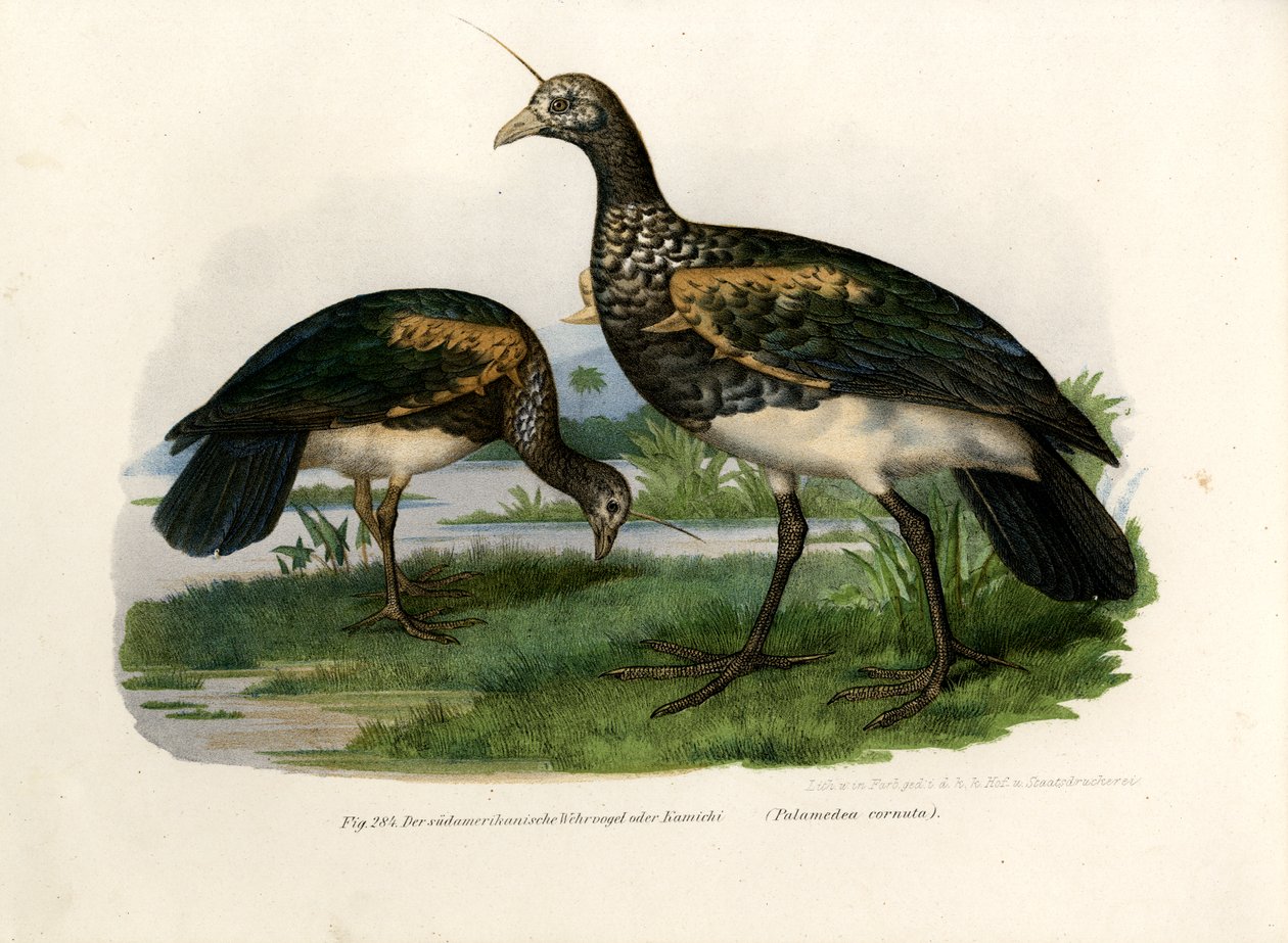 Boynuzlu Çığlık atan, 1864 by German School