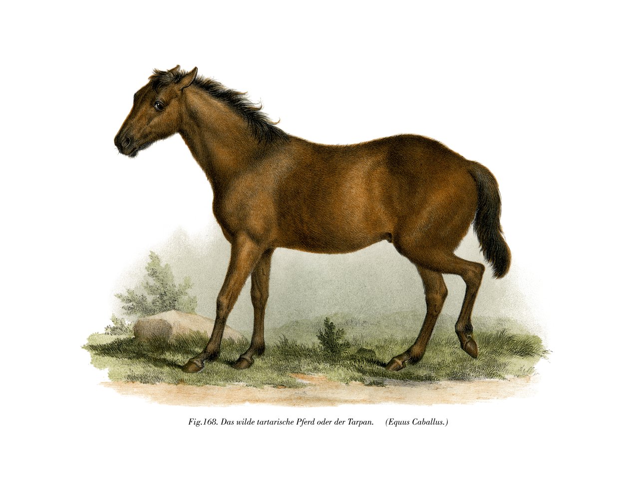 At, 1860 by German School