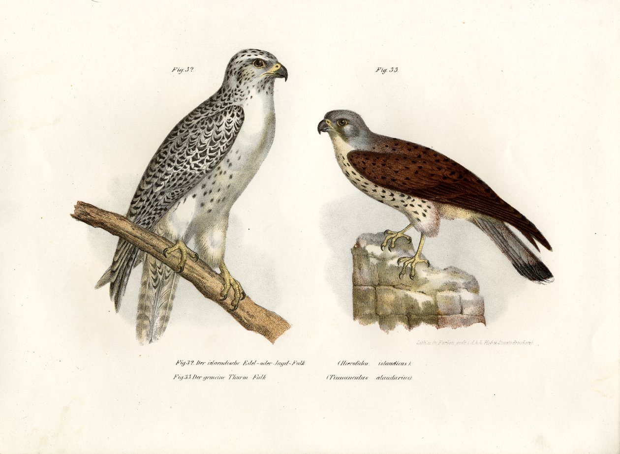 İzlandalı Gyrfalcon, 1864 by German School