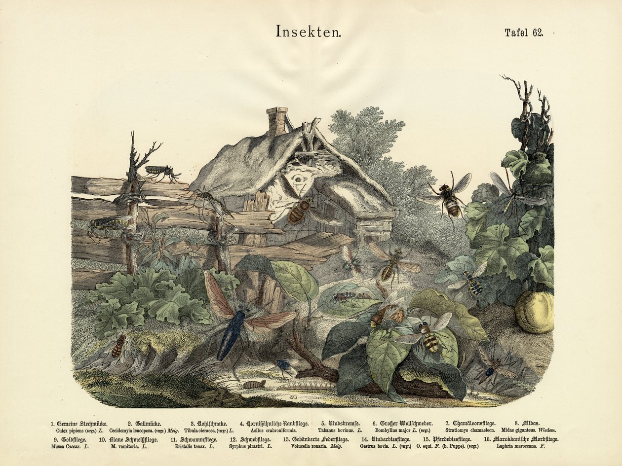 Böcekler, c.1860 by German School