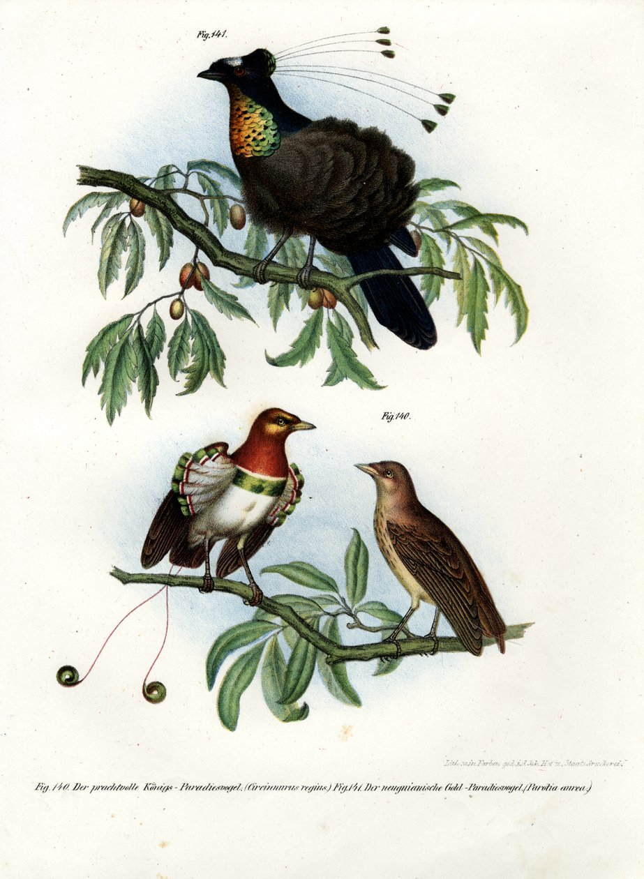 Kral Cennet Kuşu, 1864 by German School