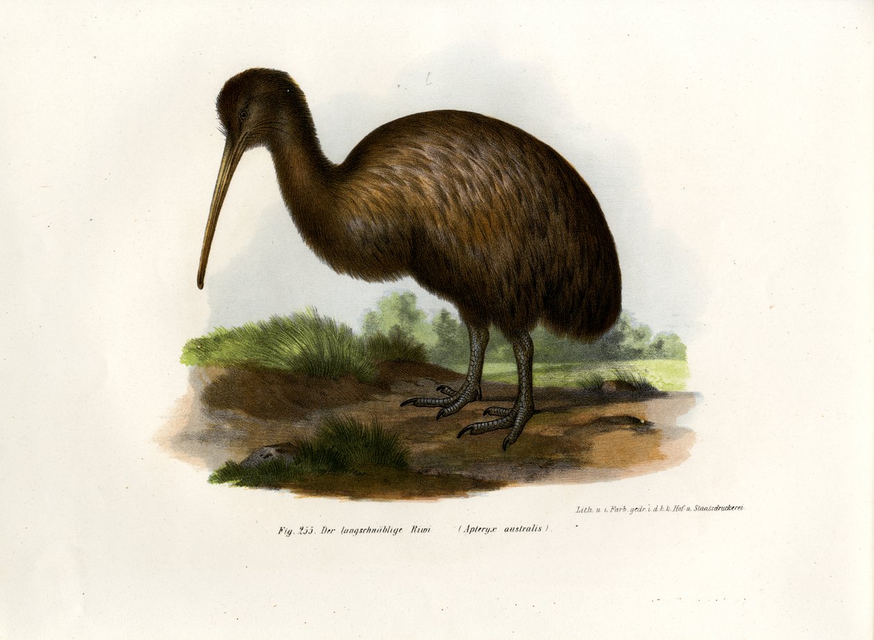 kivi, 1864 by German School