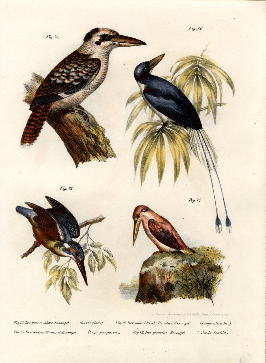Kookaburra, 1864 by German School