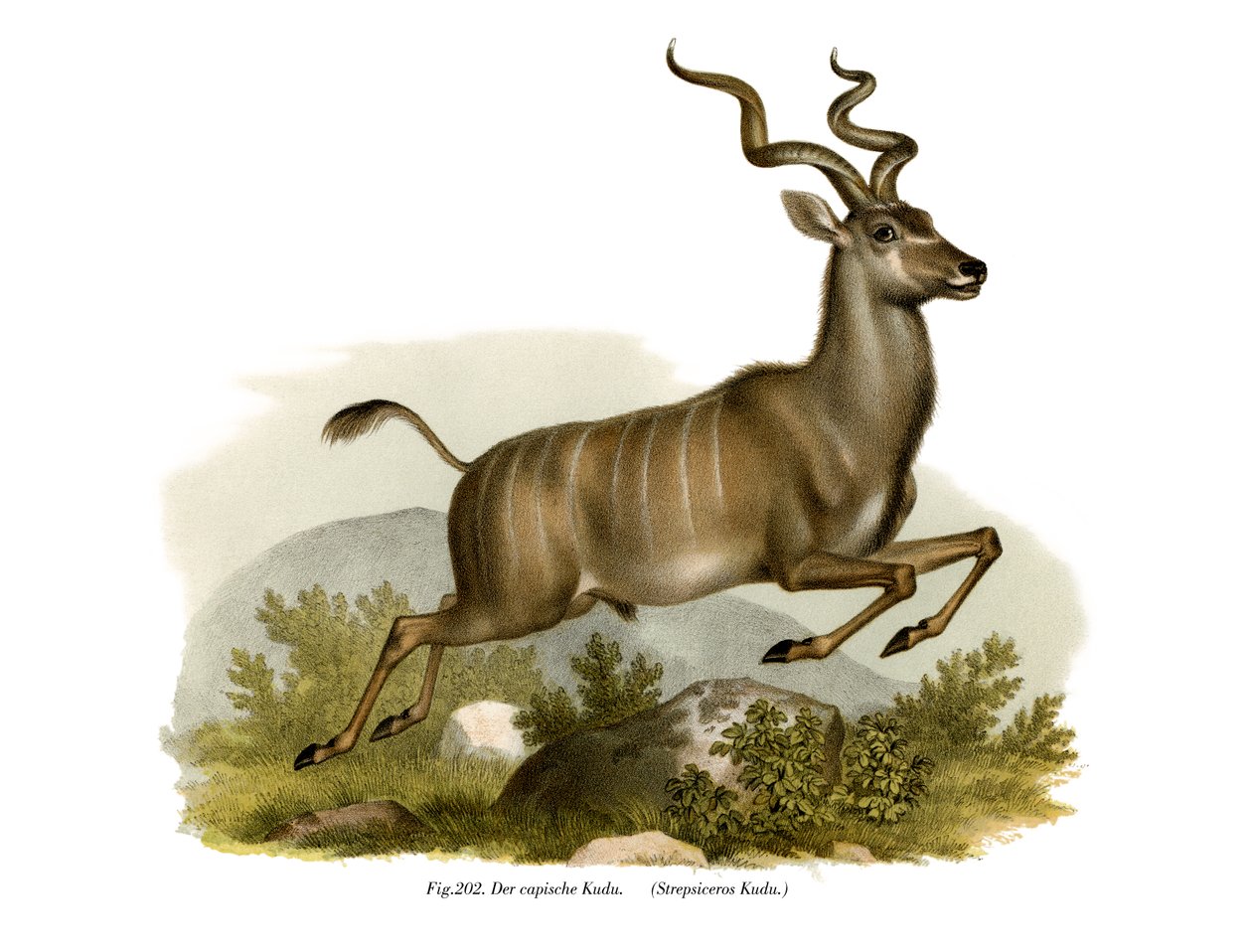 Kudu, 1860 by German School