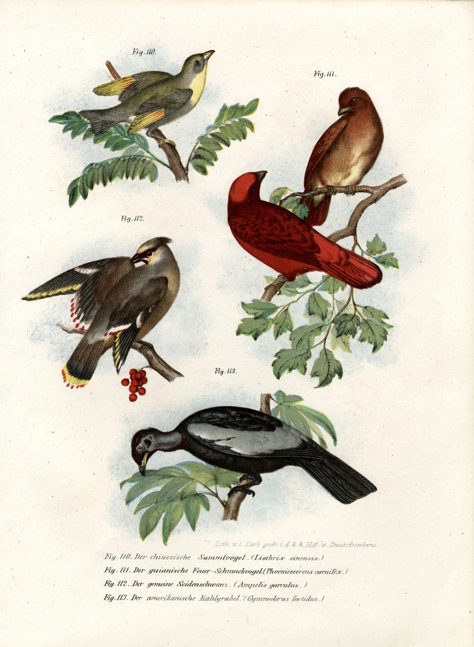 Leiothrix Kuşu, 1864 by German School