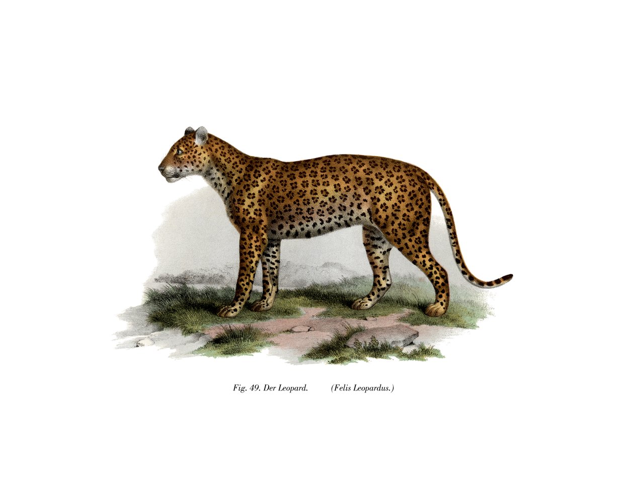leopar, 1860 by German School