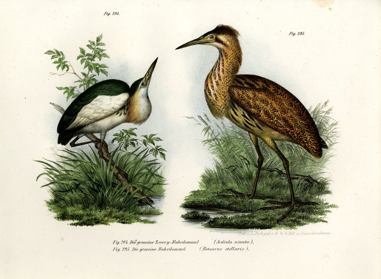 Küçük Acı, 1864 by German School