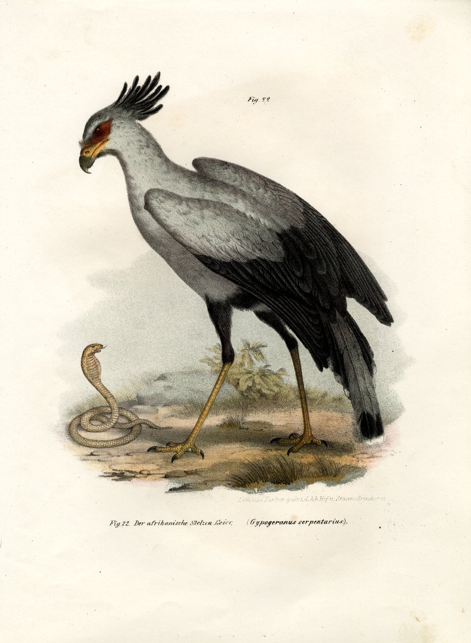 Uzun Bacaklı Yırtıcı Kuş, 1864 by German School