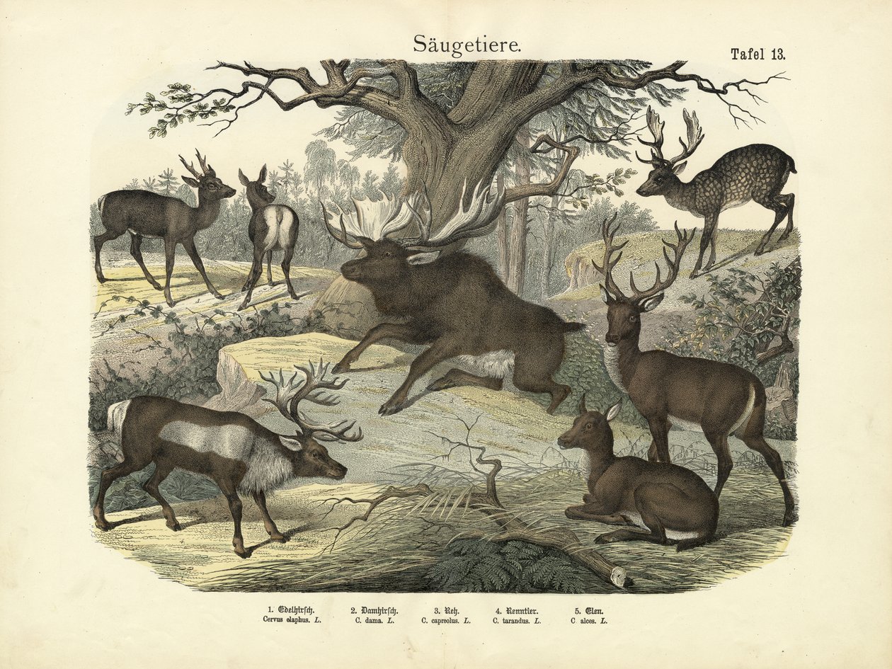Memeliler, yaklaşık 1860 by German School